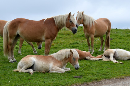 Reiten / Lamatrekking